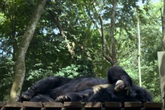 Moon Bear