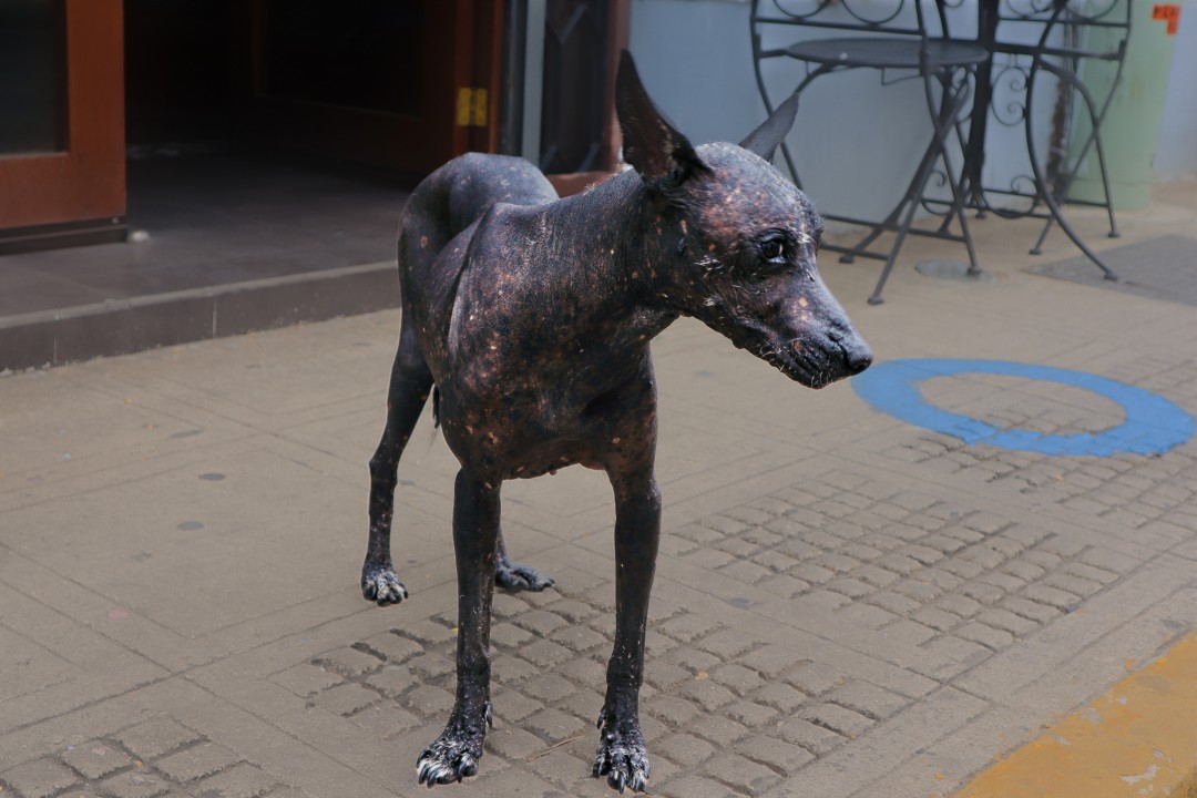 Xoloitzcuintle