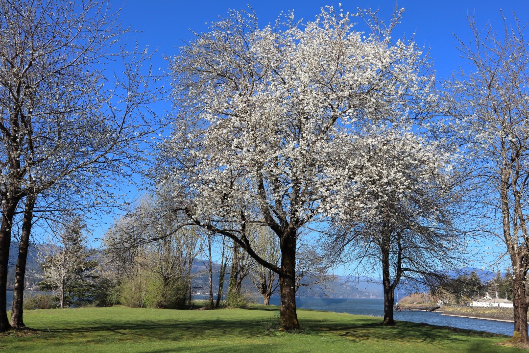 Cherry Blossom