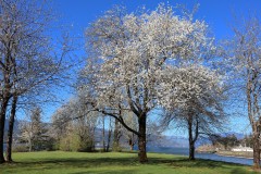 Cherry Blossom