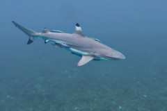Blacktip Shark
