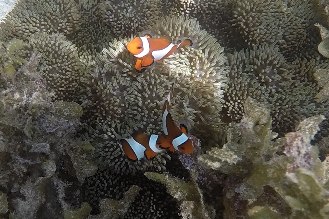 Ocellaris Clownfish