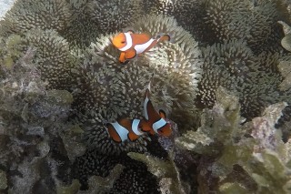 Ocellaris Clownfish