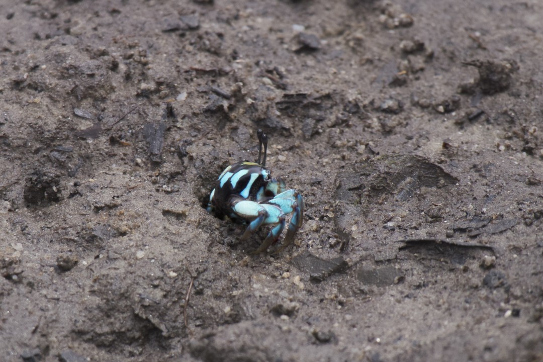 Mangrove Crab