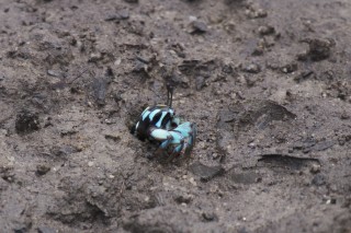Mangrove Crab