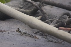 Mudskipper
