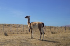 Guanaco