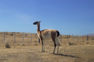 Guanaco