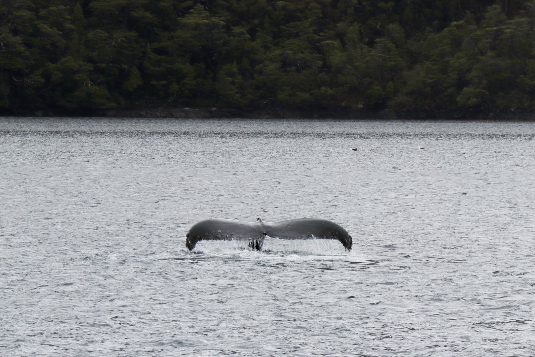 Humpback Whale Fluke