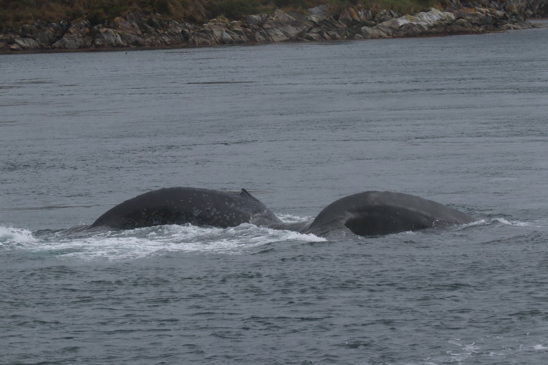 Humpback Whales Surfacing
