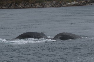 Humpback Whales Surfacing