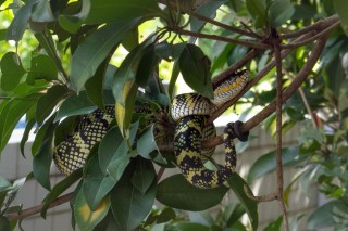 Penang Snake Temple
