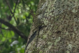 Camouflaged Draco Lizard