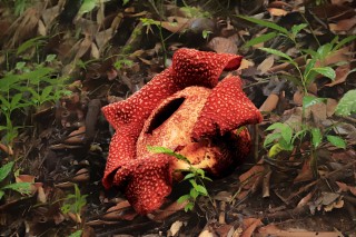 Rafflesia Keithii