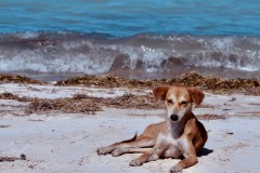 Beach Puppy