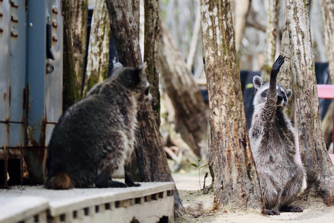 Raccoons