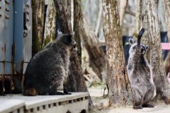 Raccoons