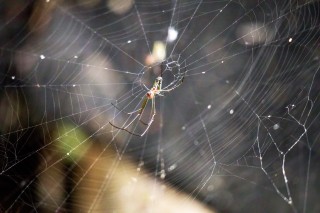 Spider Spinning a Web