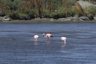 Chilean Flamingos
