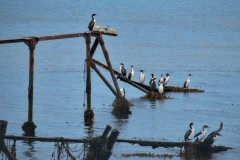 Imperial Shag