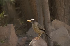 Austral Thrush