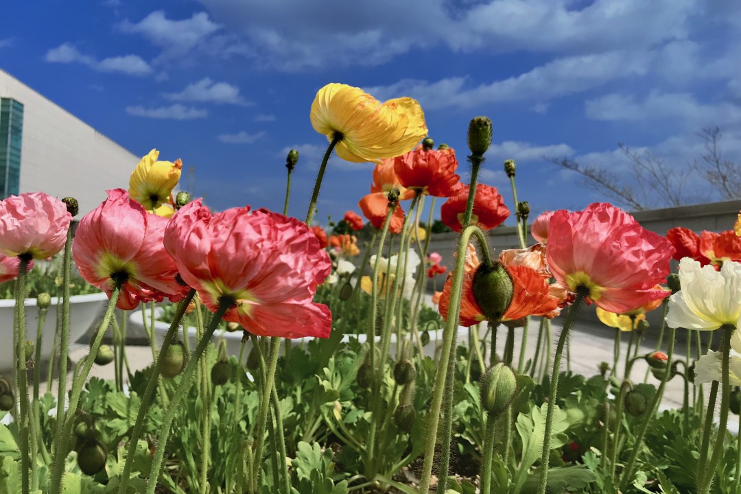 Windswept Flowers