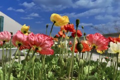 Windswept Flowers