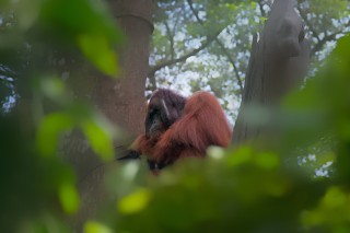Sepilok Orangutan Rehabilitation Centre