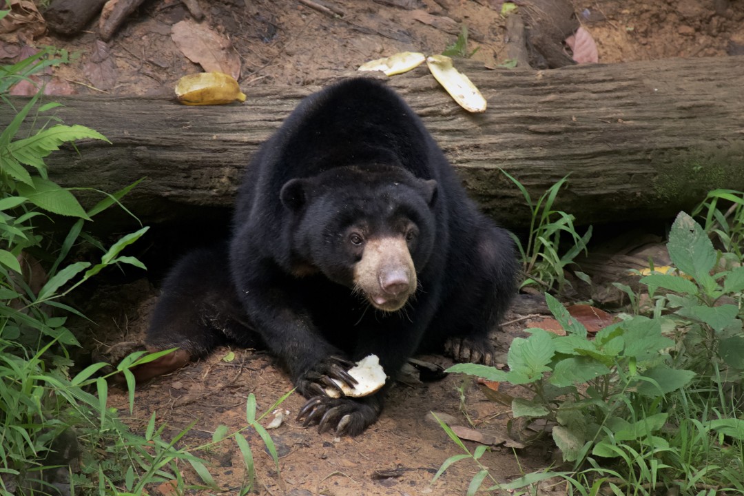 Malayan Sun Bear