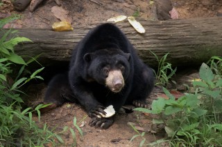 Malayan Sun Bear