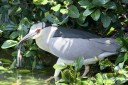 Black-Crowned Night Heron