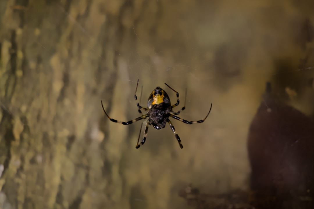 Brown Widow