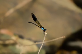Damselfly