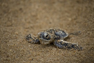 Green Sea Turtle Hatchling