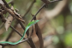 Oriental Whip Snake