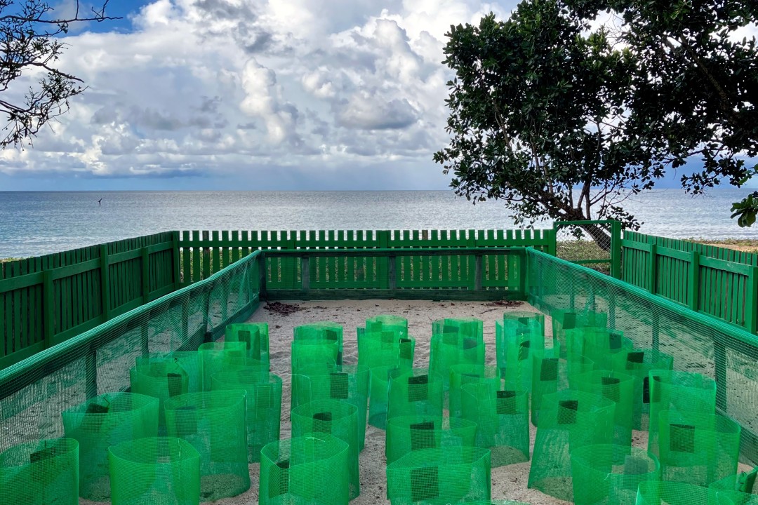 Turtle Hatchery