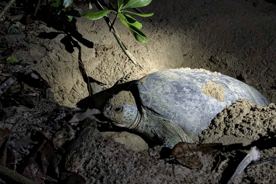 Green Sea Turtle Mother