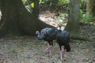 Ocellated Turkey