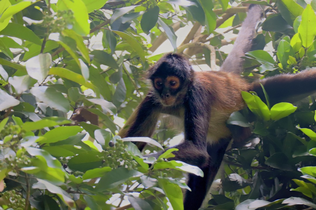 Spider Monkey