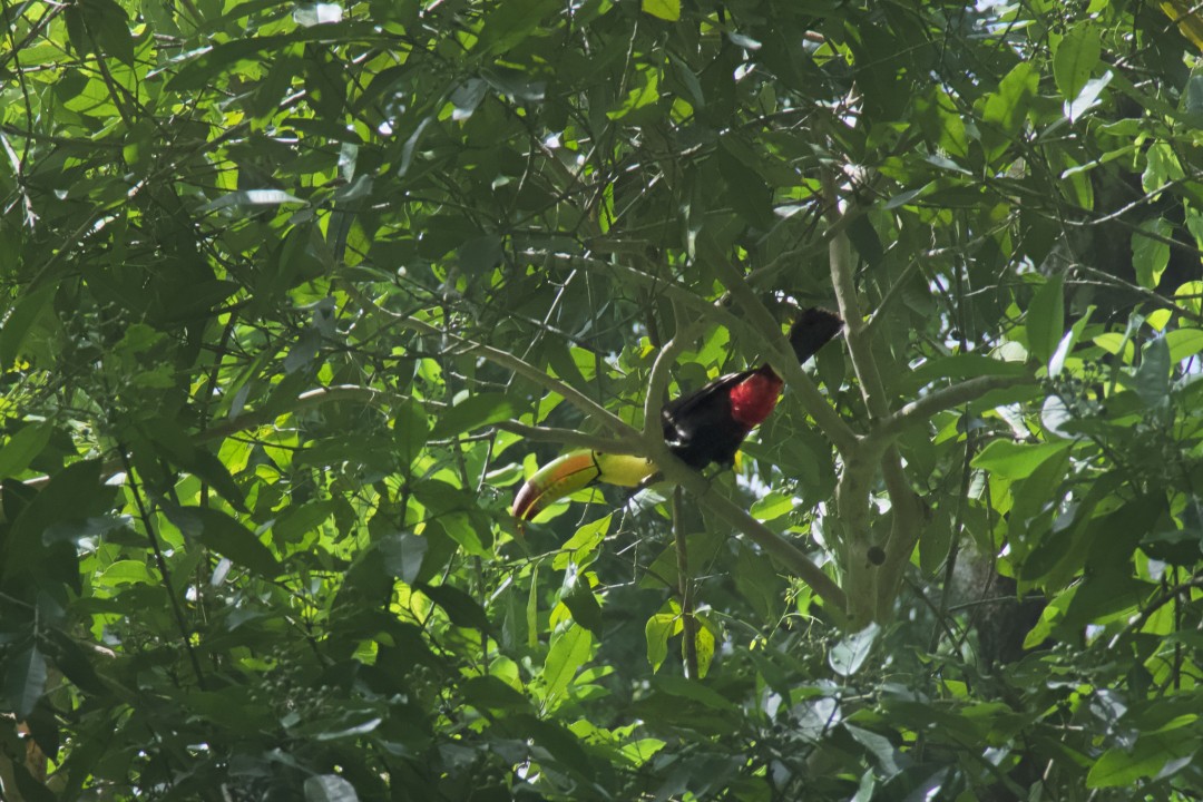 Toucan