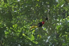 Toucan