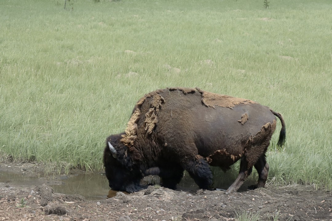 Bison
