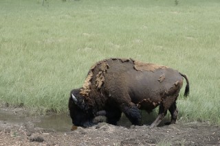 Bison